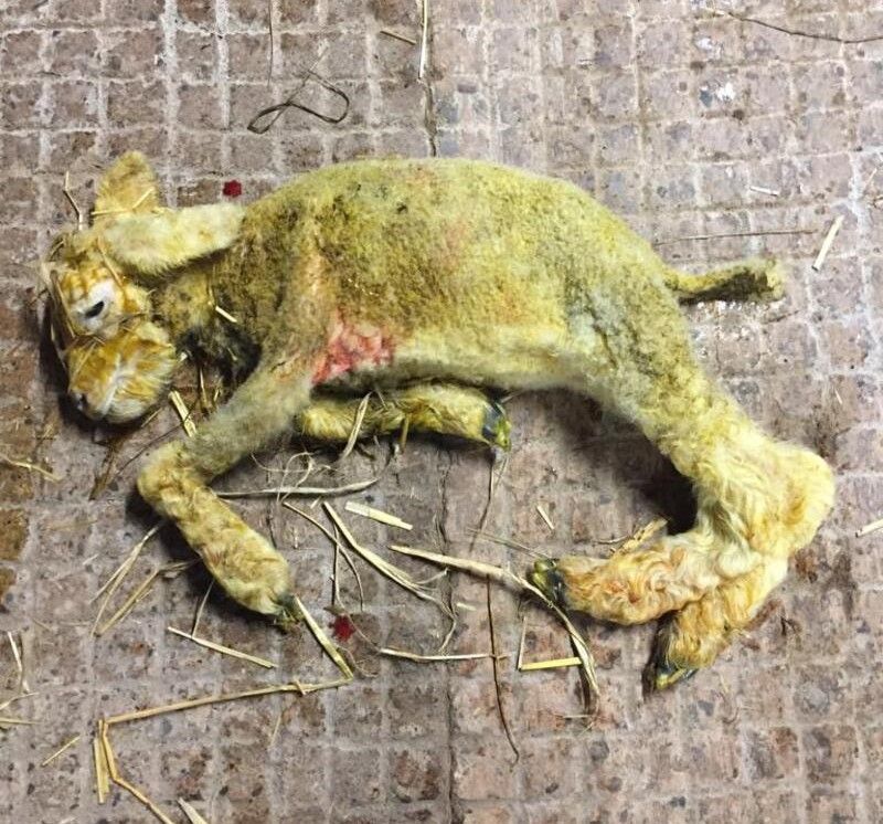 ‘Spike’ in Schmallenberg virus cases across the UK