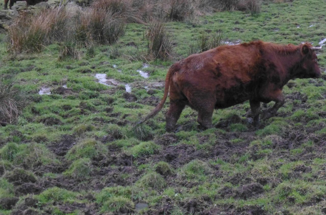 West Yorkshire farmer sentenced for animal welfare offences