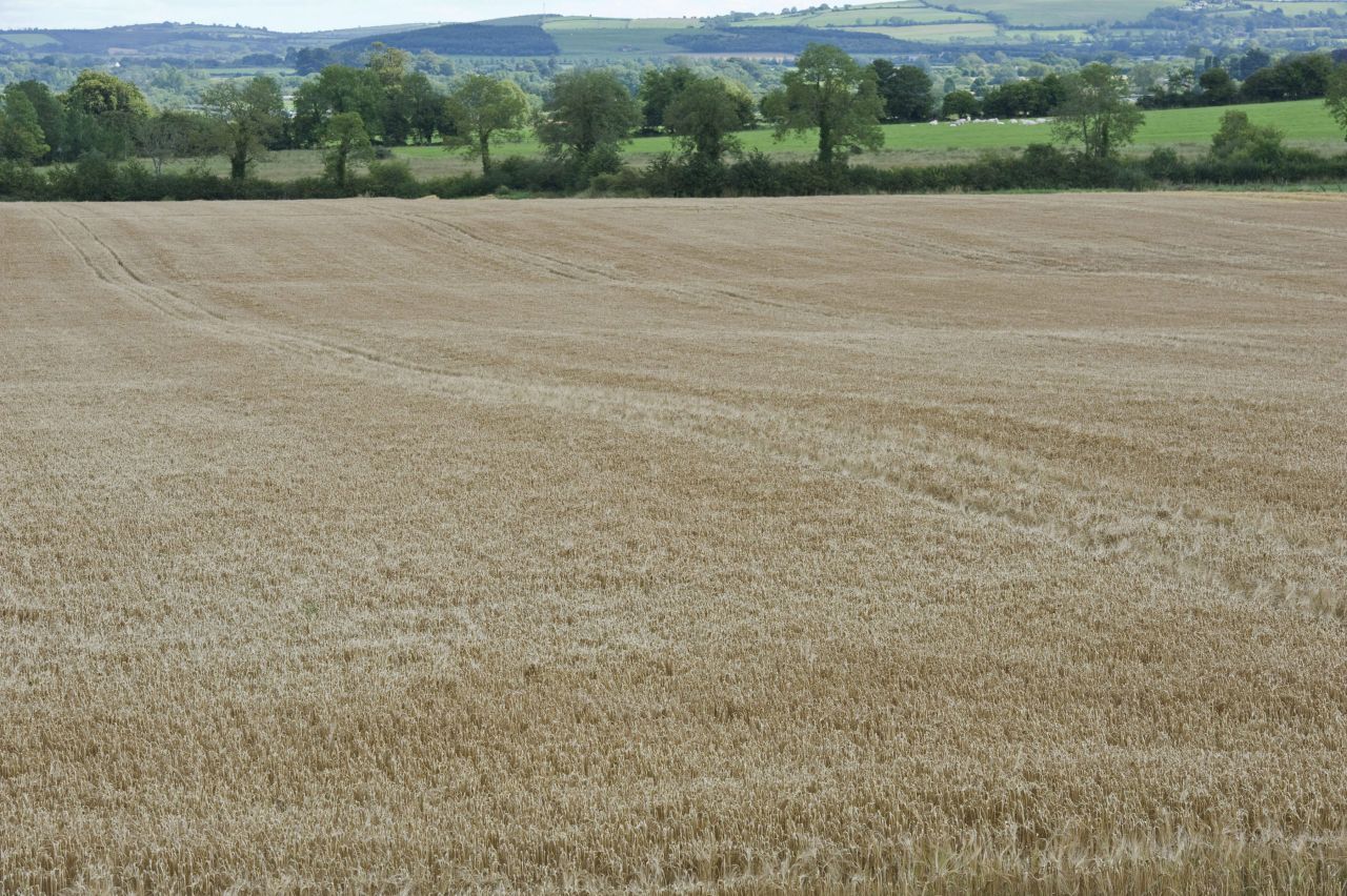 EU forecasts grain yields to decrease from 2014