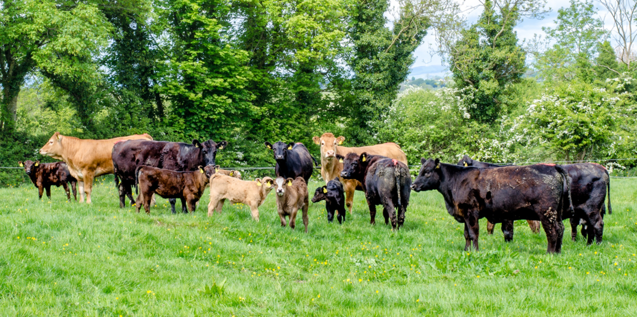 Botulism outbreaks result in death of over 700 cattle in England