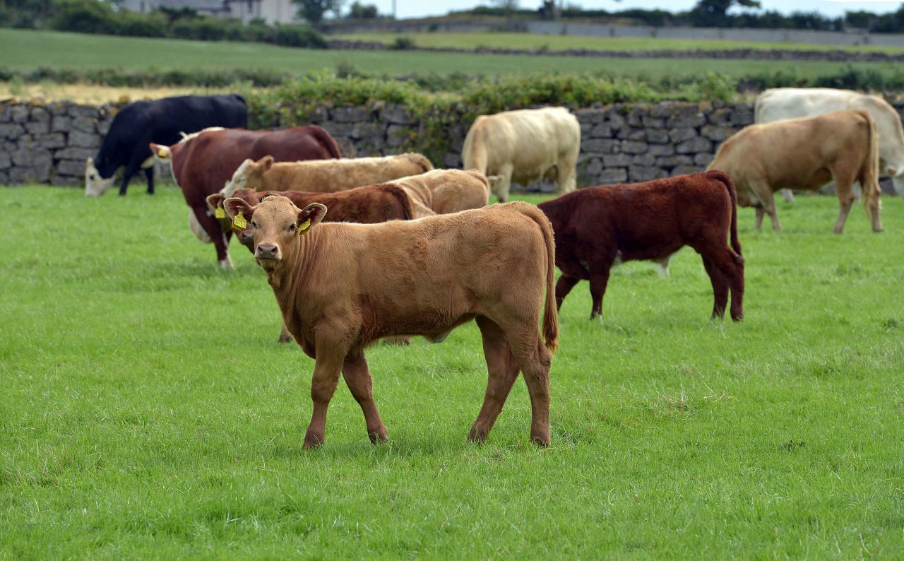 Beef webinar series to explore sustainable production solutions