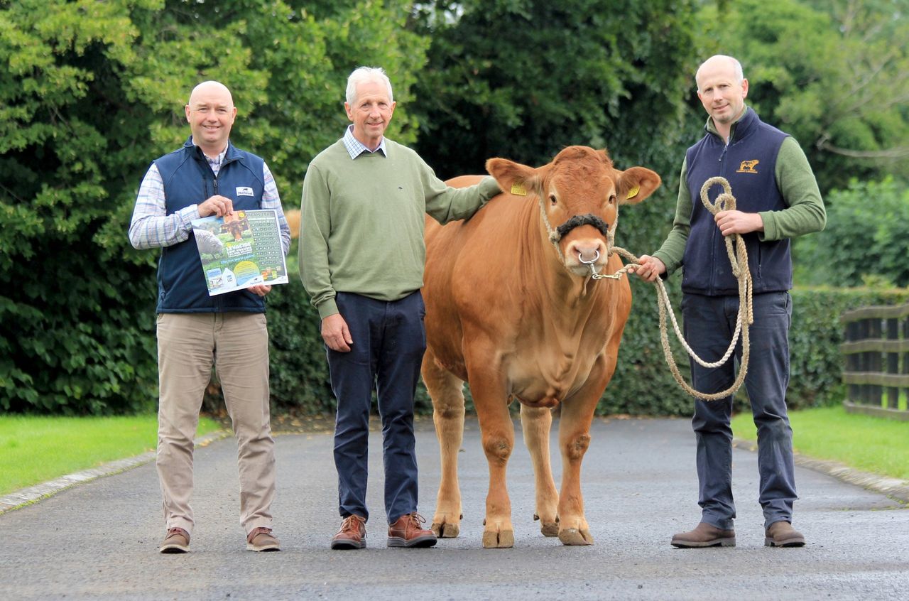 41 Limousin heifers set for show and sale in Ballymena