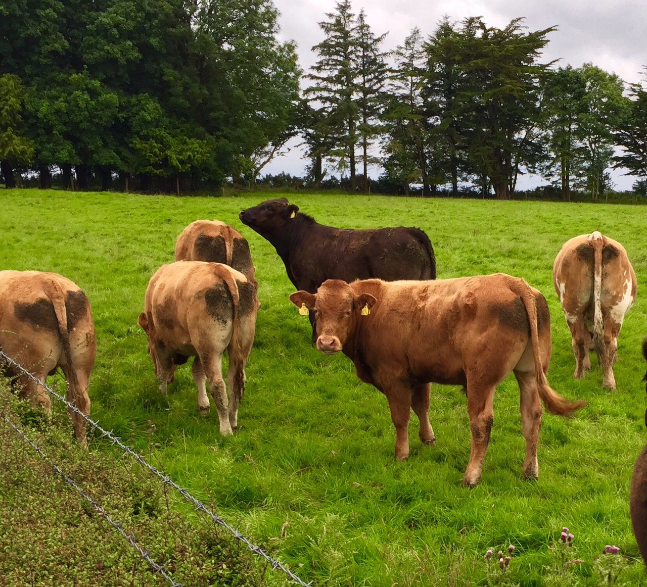 NI livestock numbers increase in 2017, as the area of cereals grown falls