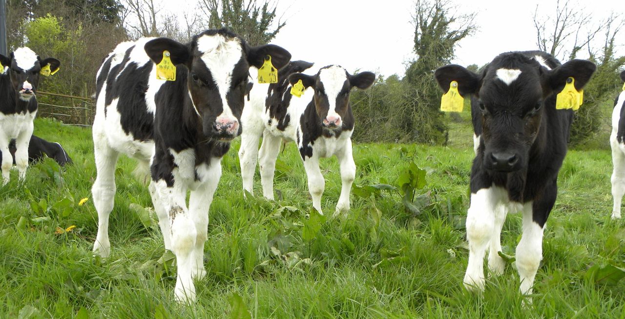 Parasite control to keep replacement heifer calves on target