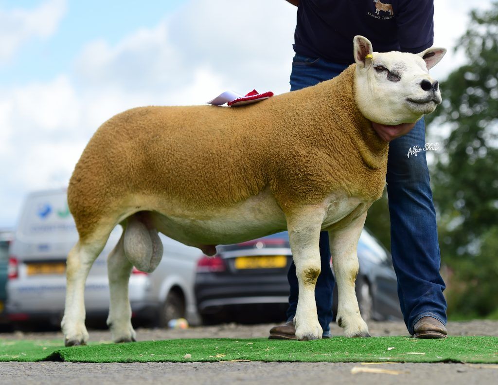 Northern Irish Texel National Sale peaks at 4,300gns