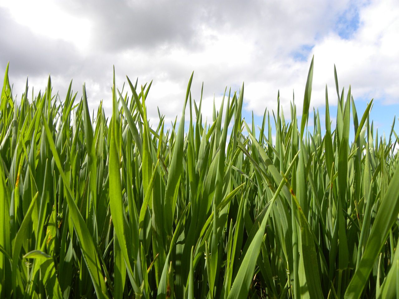 Winter crops strongly advanced in most of Europe due to the mild winter