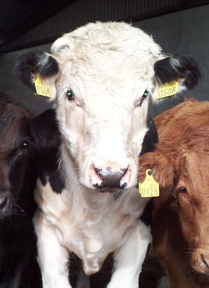 Liver Fluke affects nearly 1 in 4 British Cattle