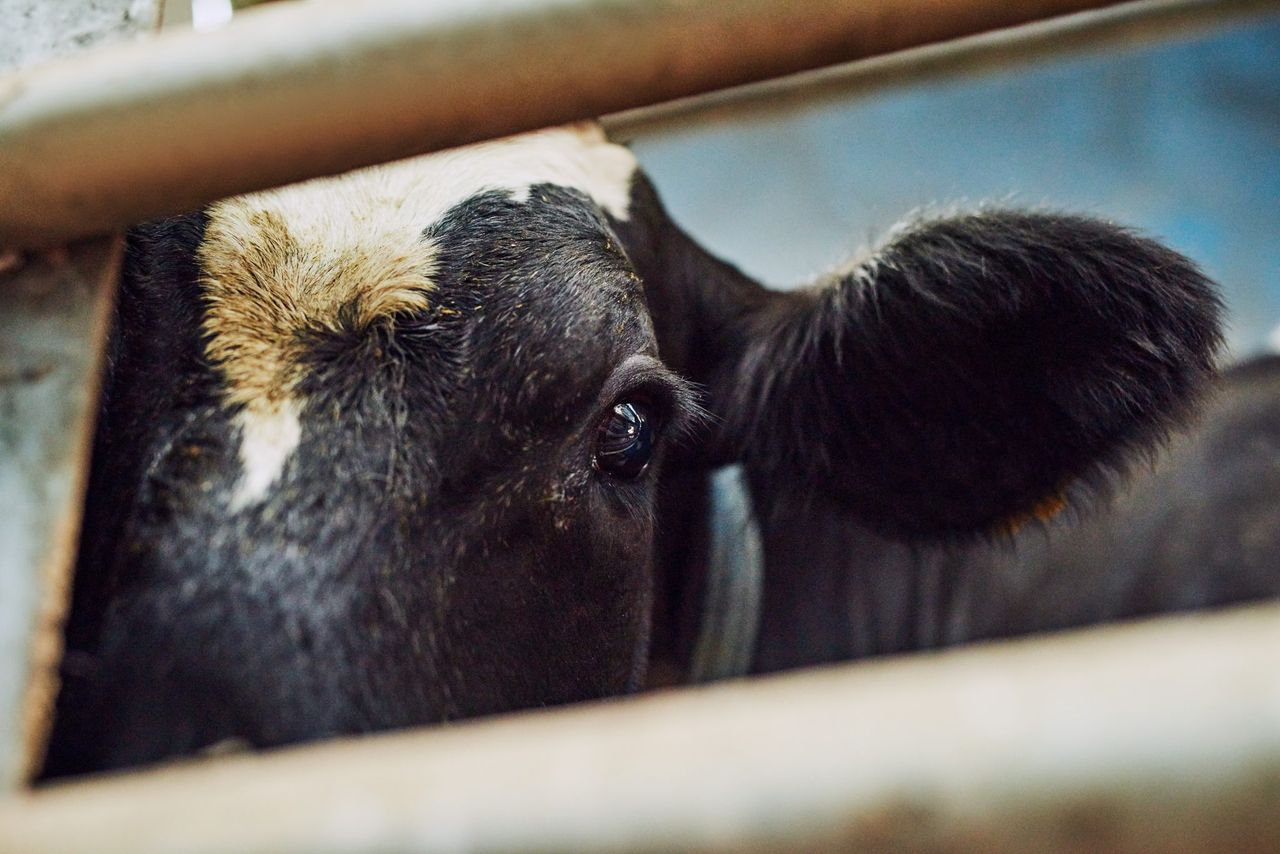 New suspect case of bluetongue being investigated in Co. Down