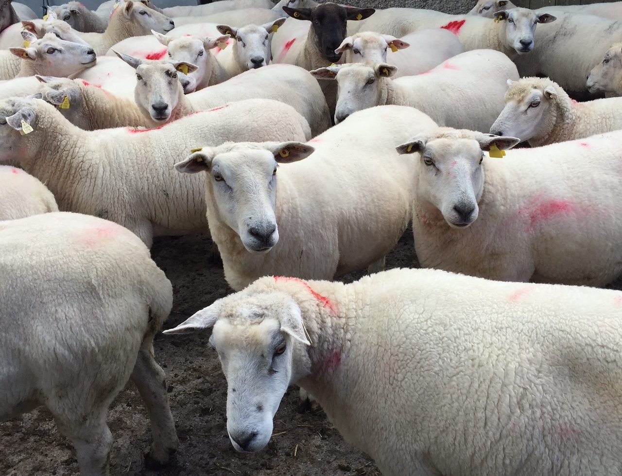 Sheep farmers wanted to take part in grass utilisation project