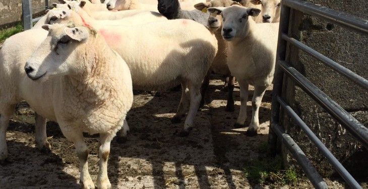 Appeal for 'stolen' flock owners after 63 sheep seized in Yorkshire