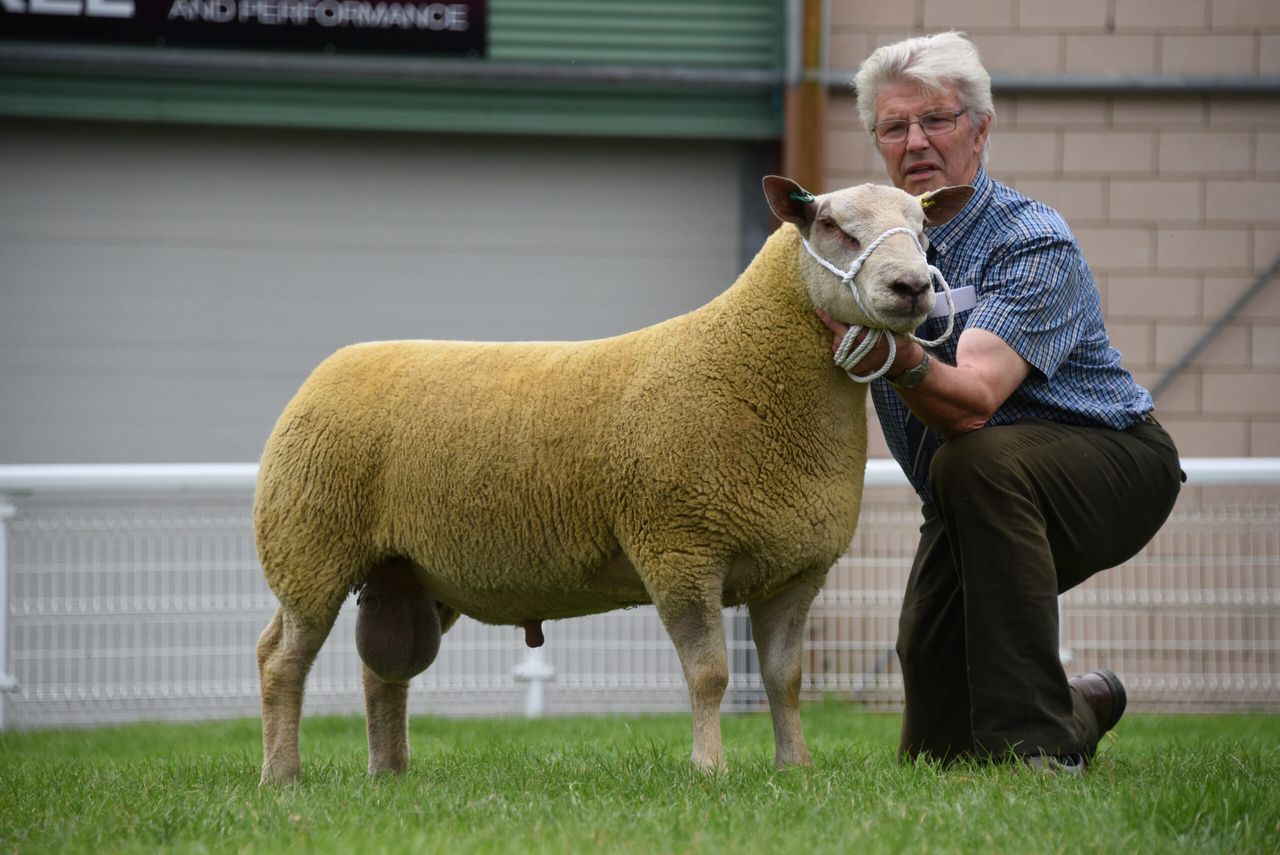 NSA Wales and Border early sale produces top price of 3,800gns