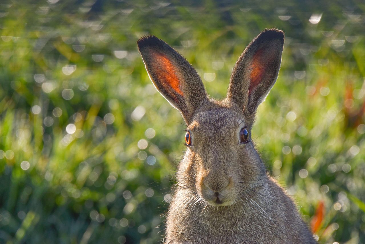 Award-winning wildlife photojournalist to join judges for annual BVA competition