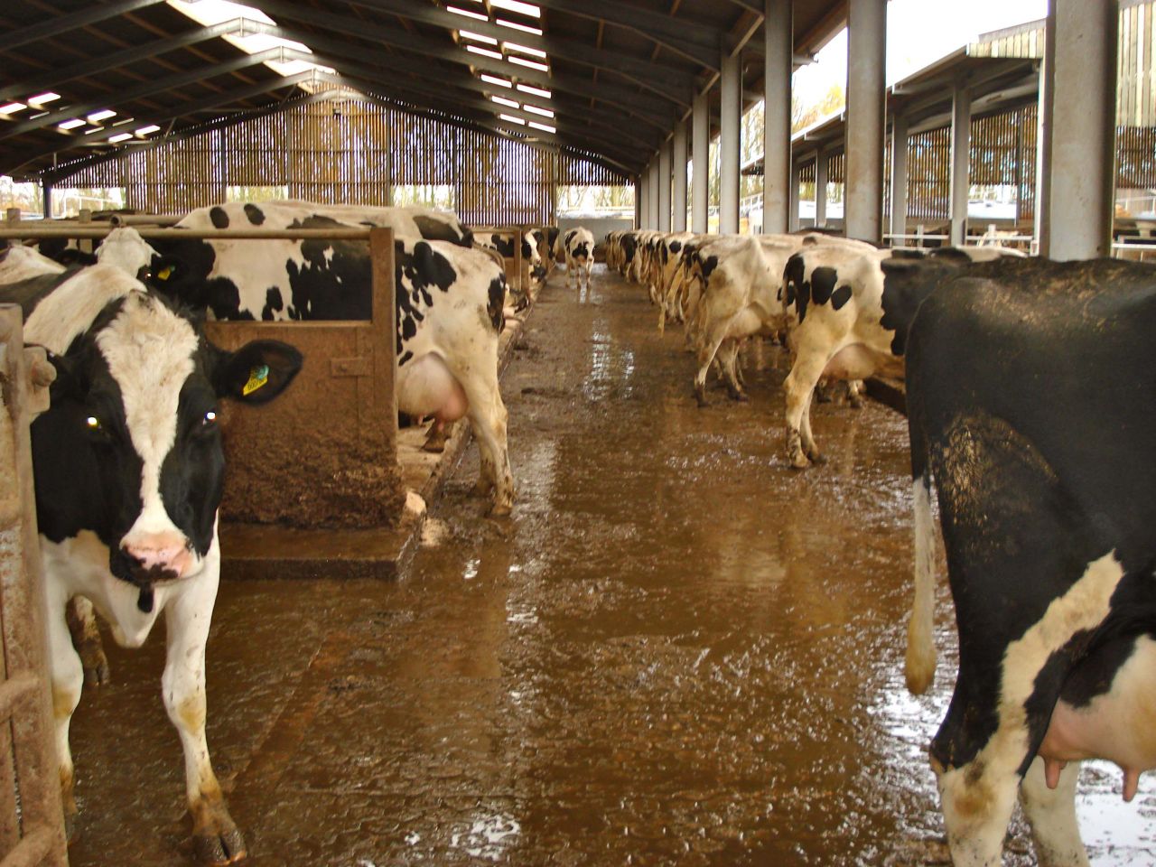 'Johne's eradication will take a long time, but control programme is a must'