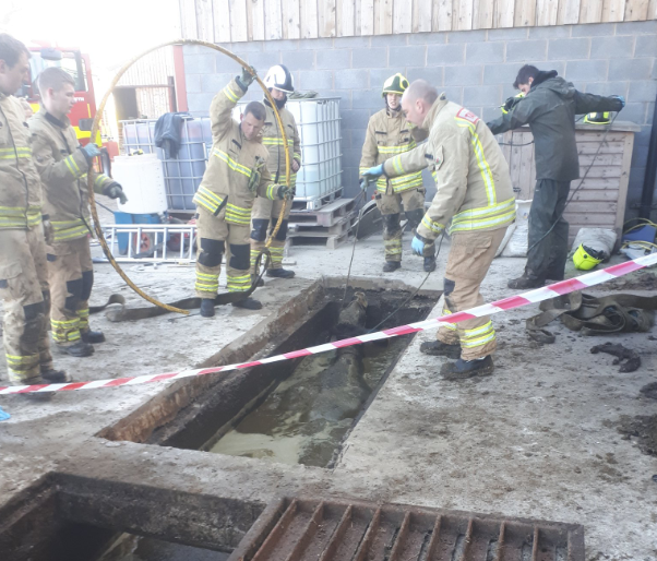 Dairy cows rescued from slurry pit in Wales