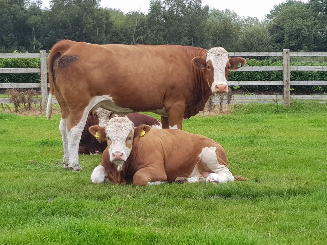 Scottish suckler herd falls to lowest level since the 1950s