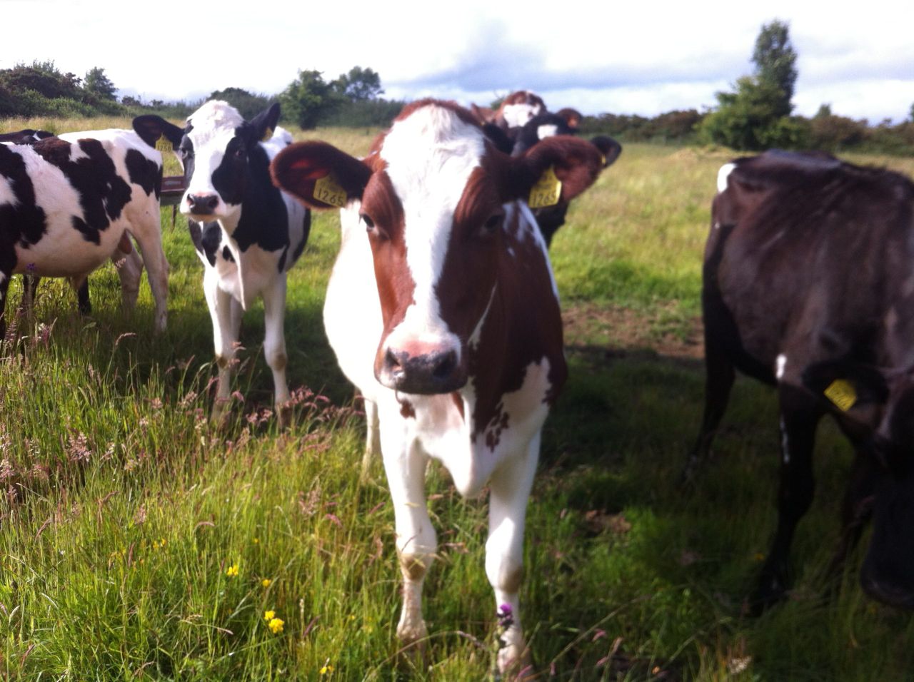 This week's farmer of the tweet: Hilda Brady, dairy farmer 120-acres