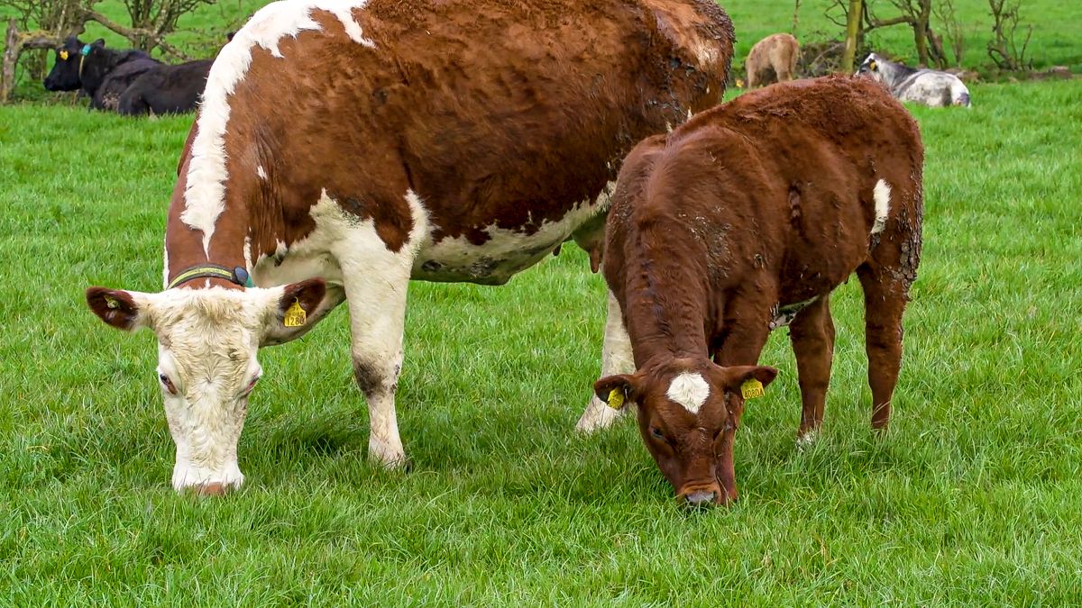 BVA welcomes new bovine TB plans but sounds note of caution over scientific evidence