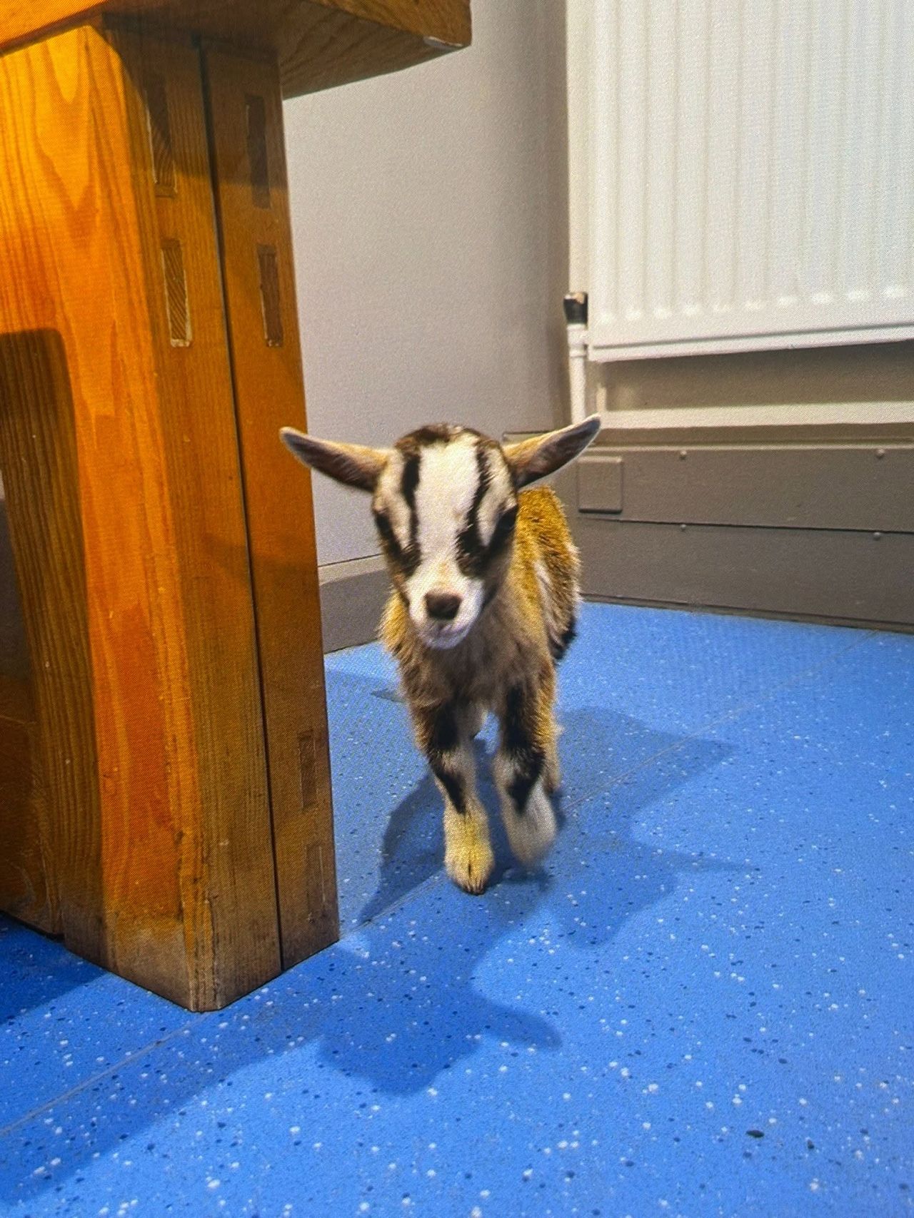 Stolen baby goat returned to farm after PSNI arrest two suspects