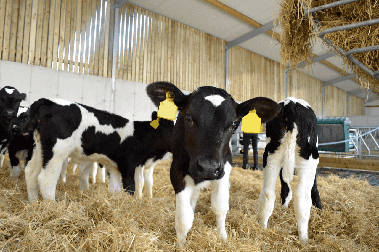 30 20kg bags of calf milk stolen from Wiltshire farm