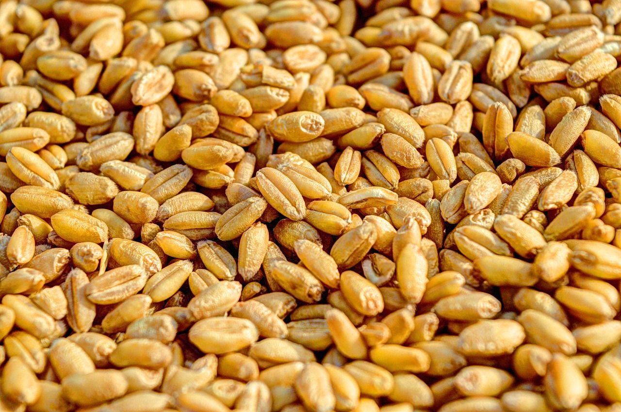 UK scientists develop climate-ready wheat to survive drought conditions