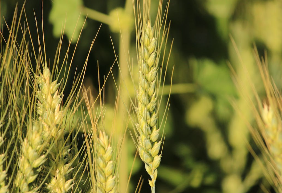 Rothamsted welcomes enactment of gene-editing legislation