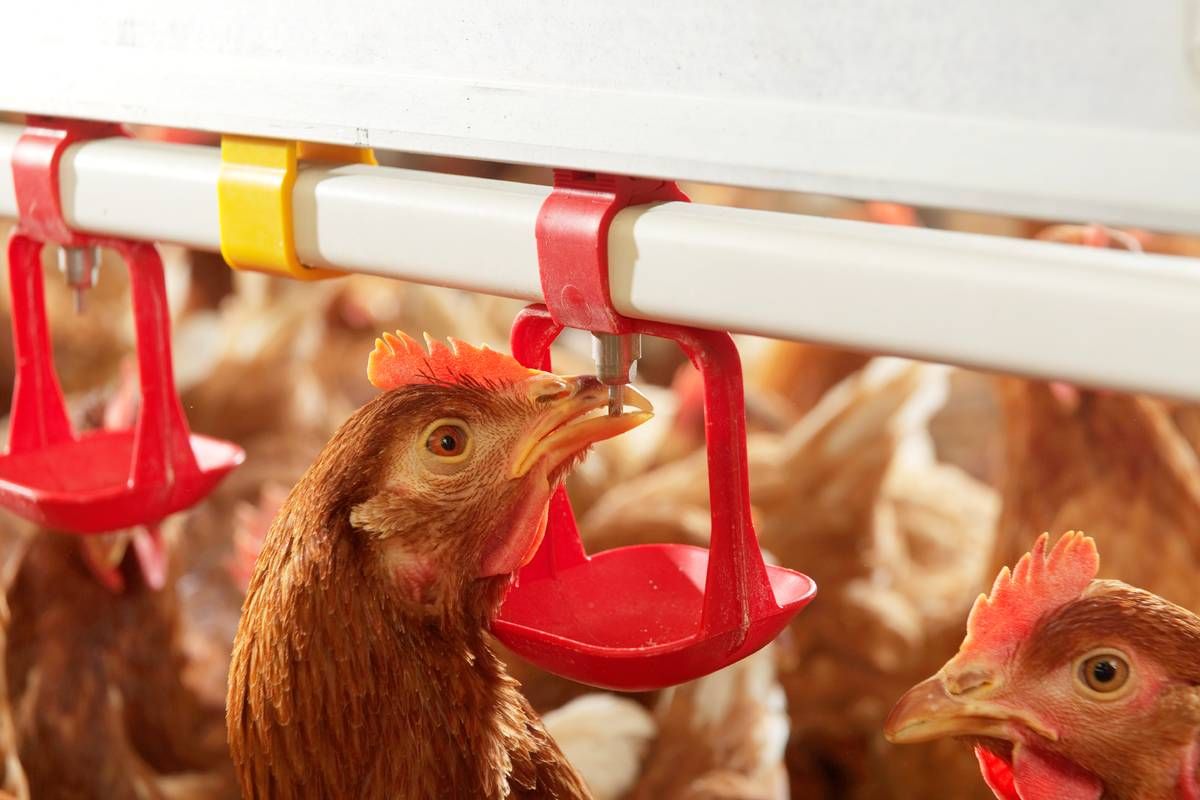 RSPCA to promote hen welfare via Pancake Day campaign
