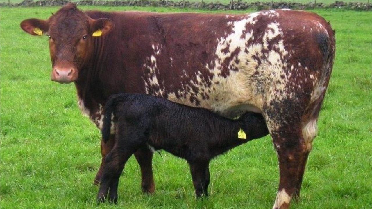 Suckler Cow Scheme for NI farmers to open next week