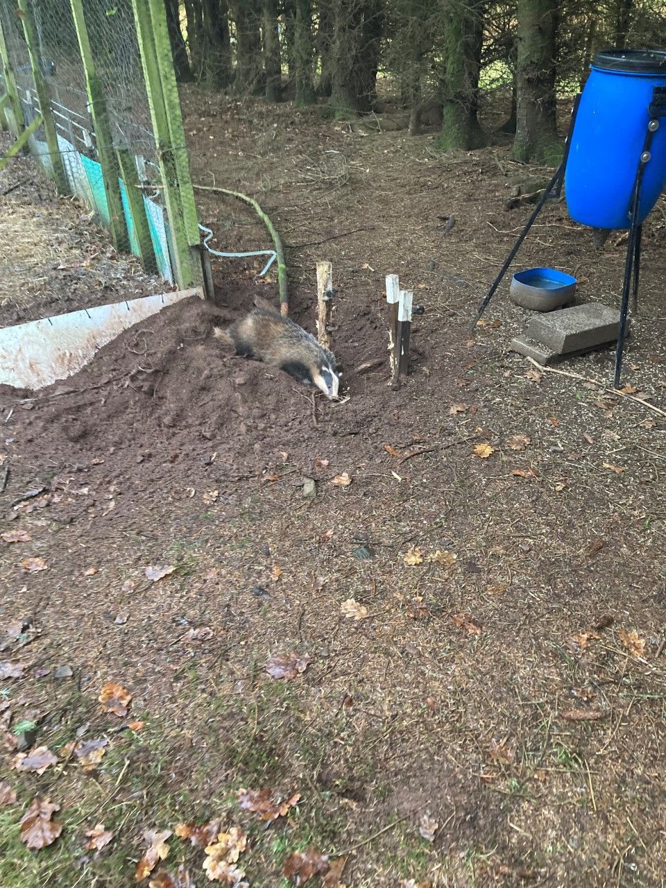 USPCA ‘appalled’ after badger caught in snare in Tyrone