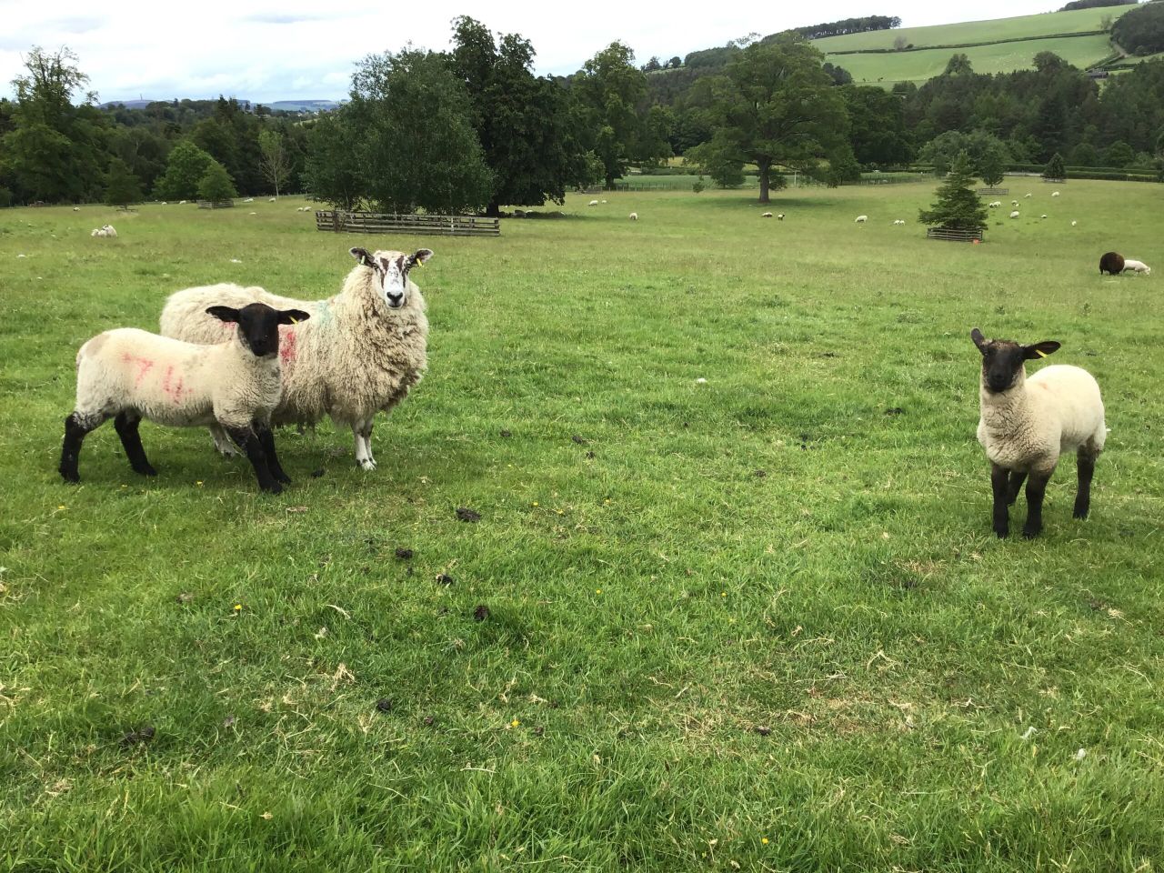 'All the elements for a wonderful rural lifestyle': 84ac farm for sale in Scotland