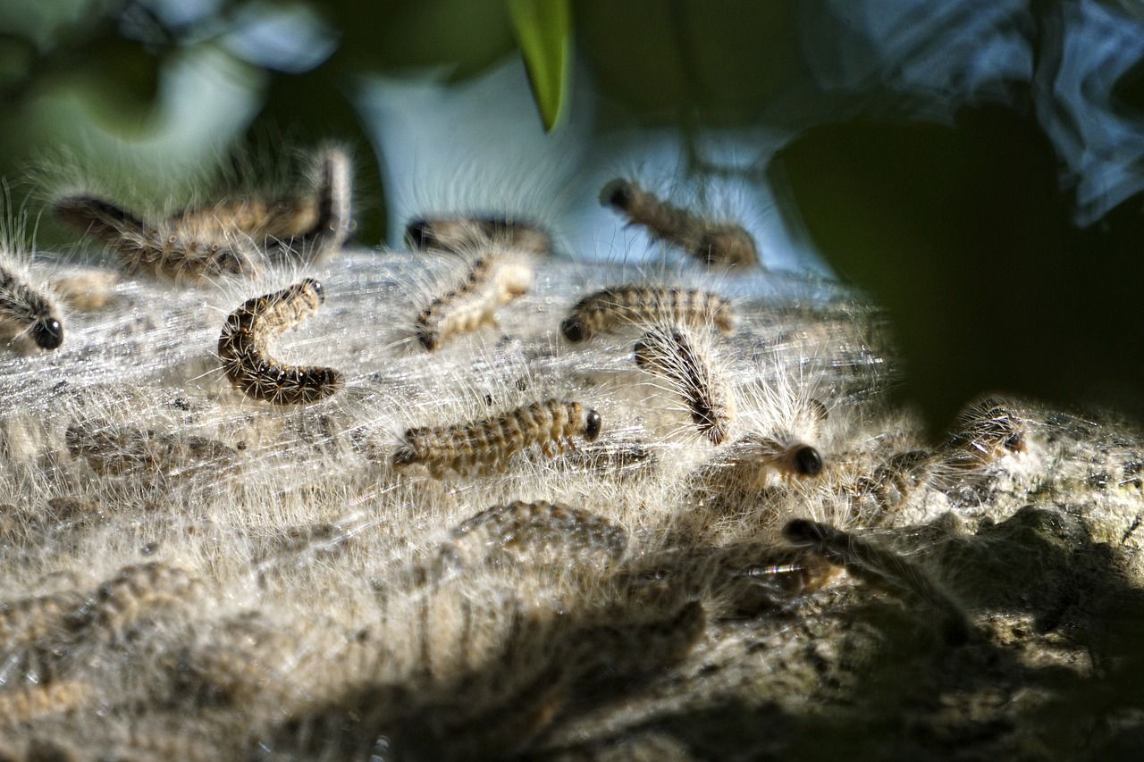 Public urged to vigilant for oak processionary moth sightings