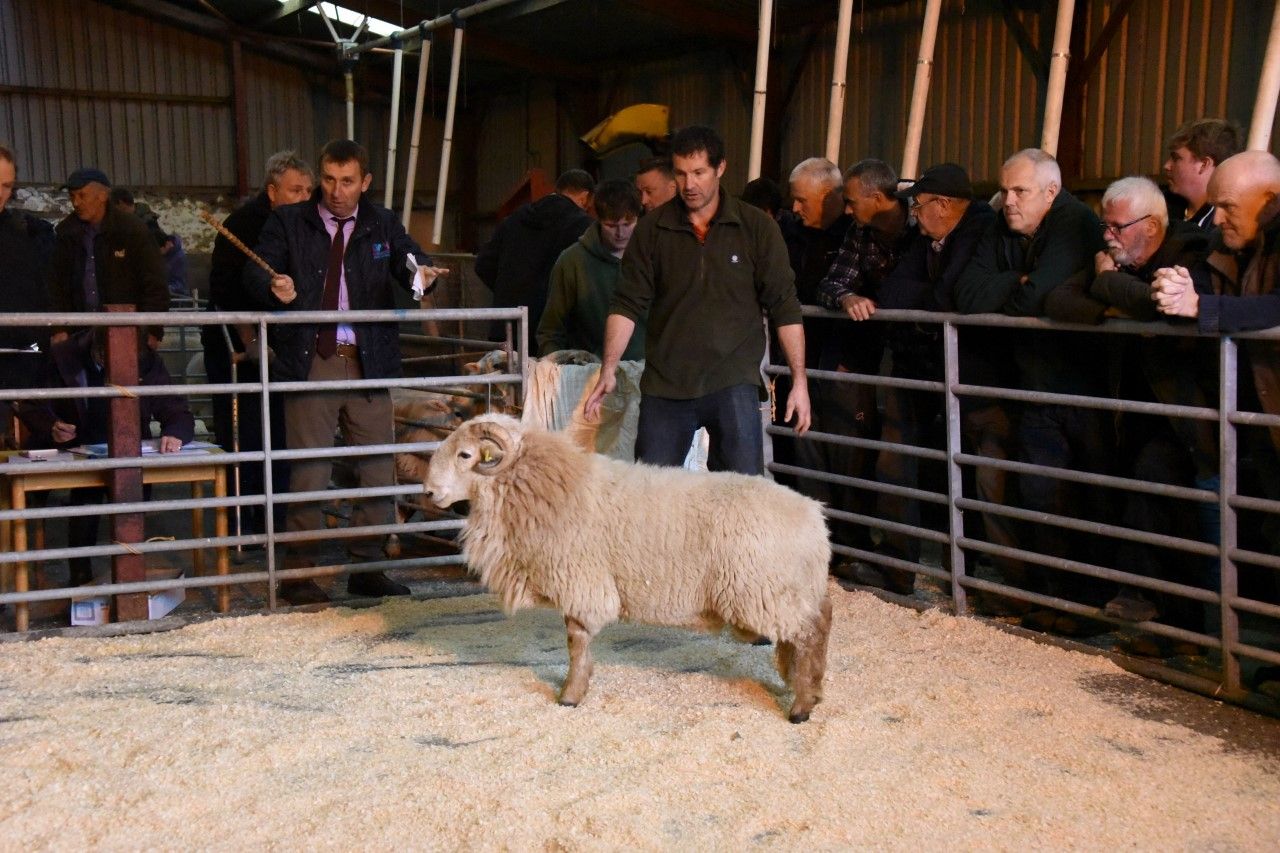HCC Hill Ram scheme ensures bright future for Welsh sheep businesses