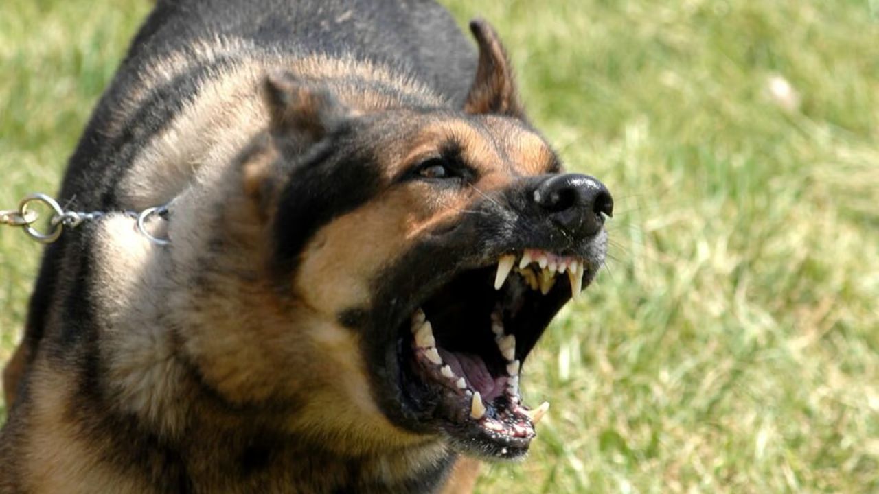 34 pregnant sheep dead after dog attack in Lincolnshire