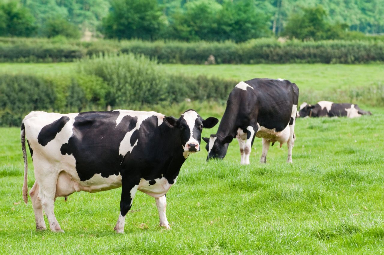 Taking hold of cell counts and identifying the problem cows