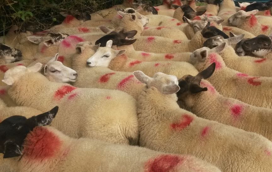 Almost 50% of Northern Irish lambs slaughtered down south in November