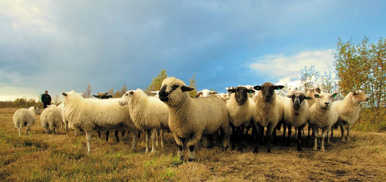 NI farmers warned to be ‘vigilant’ because of bluetongue case in Wales