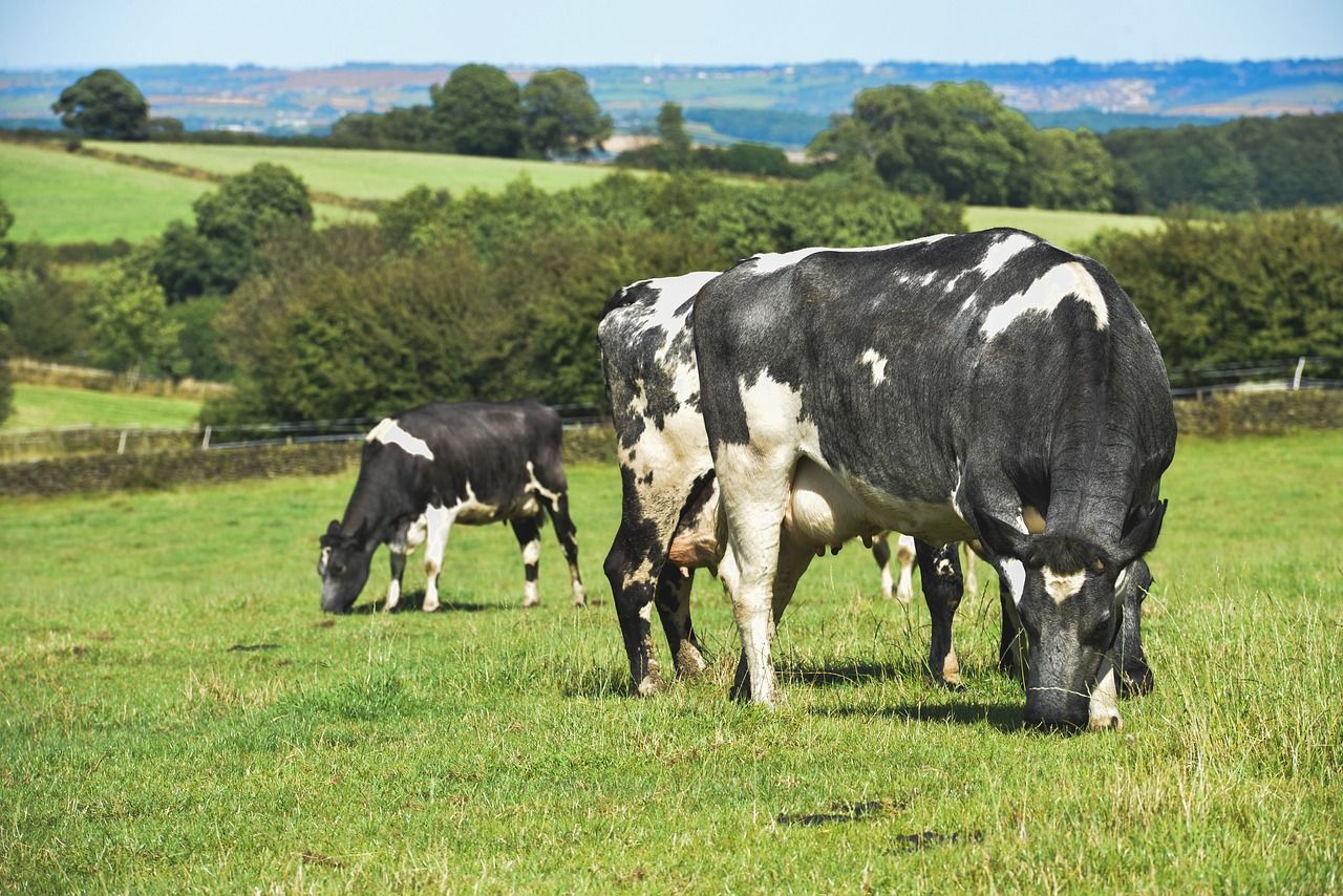 50% of NI dairy farms non-compliant with river pollution regulations
