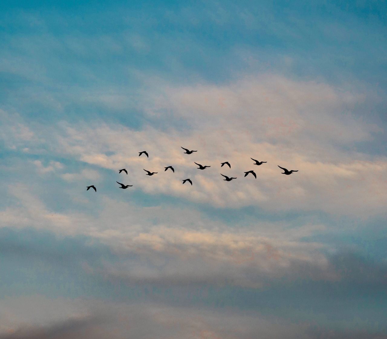 New variants of bird flu threaten Asia and the Pacific – FAO