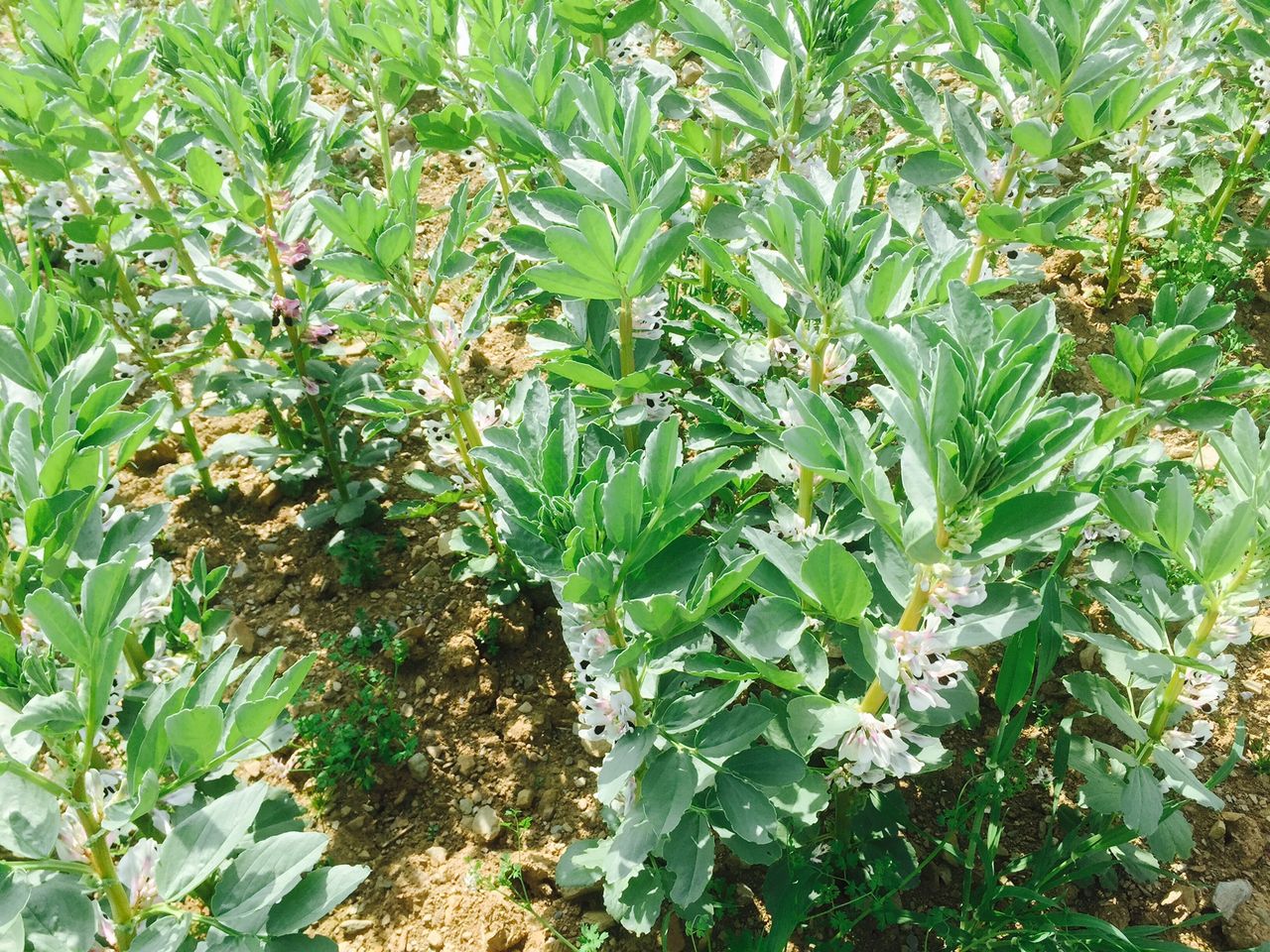 Research: Fertiliser use could be reduced with nature-based farming