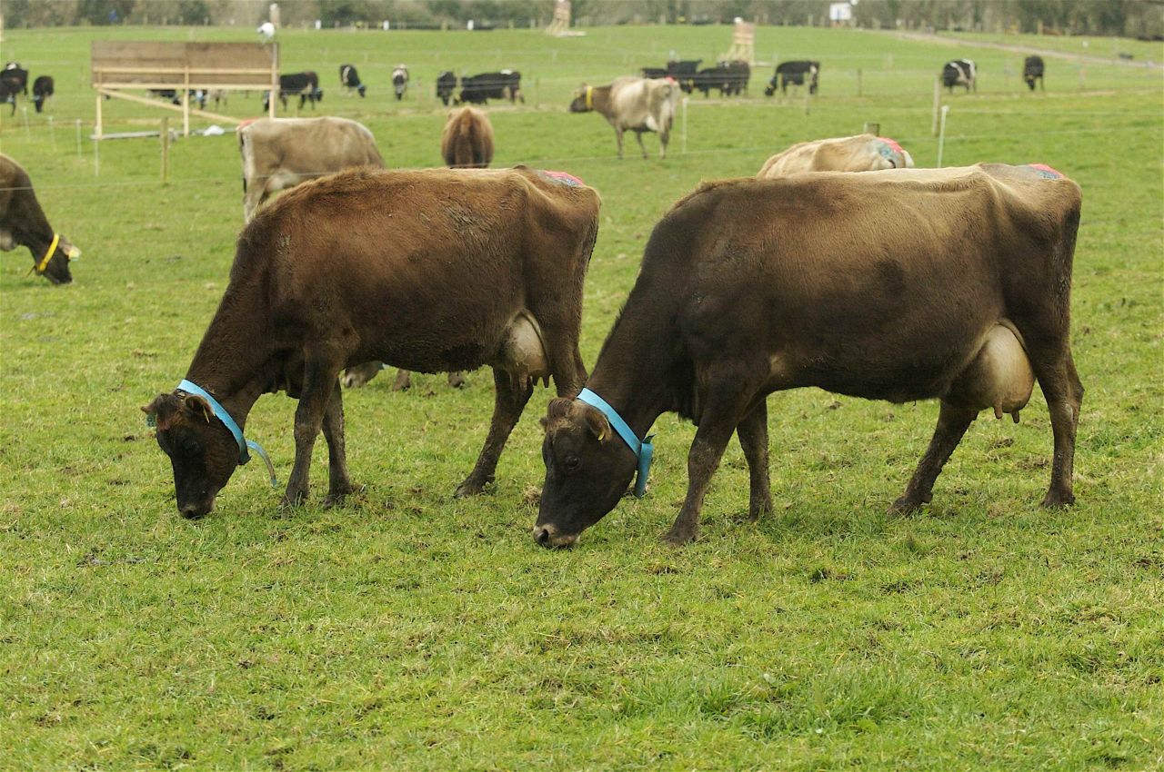 New Zealand dairy farmers facing life without inductions in 2015