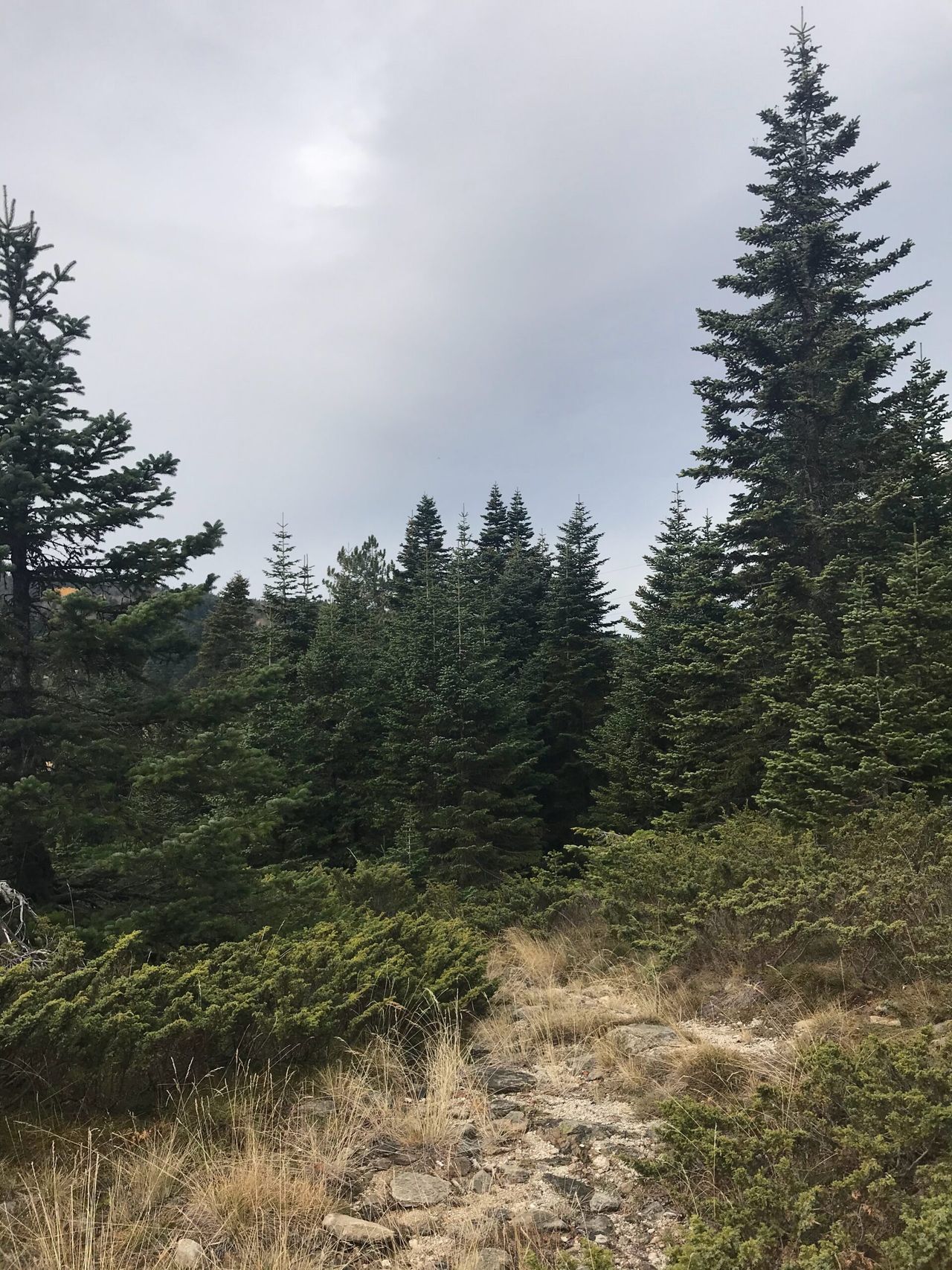 FC tightens controls to tackle bark beetle tree pest