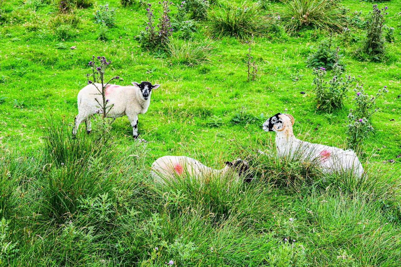 Livestock farms studied as sources of resistant infections in humans
