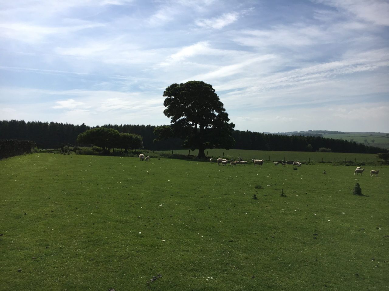 Long-term opportunity to manage 1,200 sheep...in Northumberland