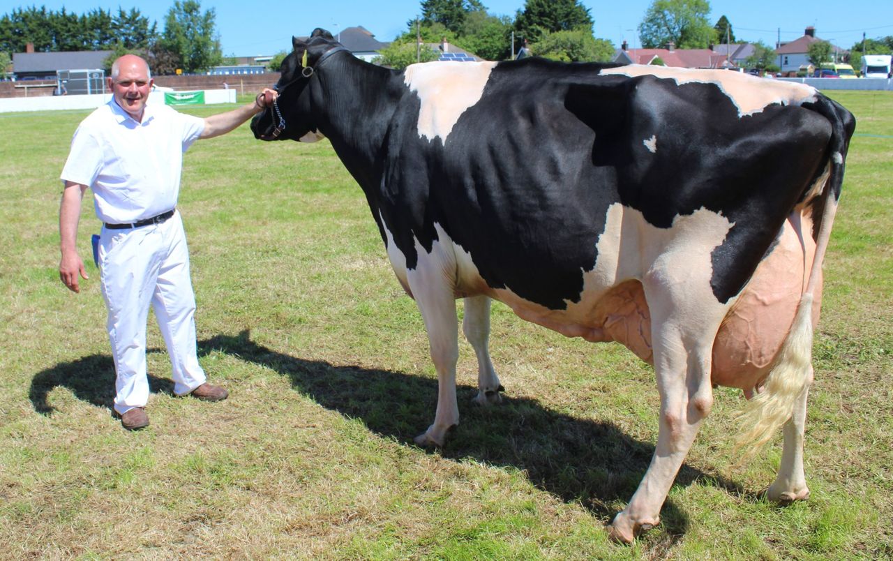 Holstein cow sweeps the boards at Ballymoney Show