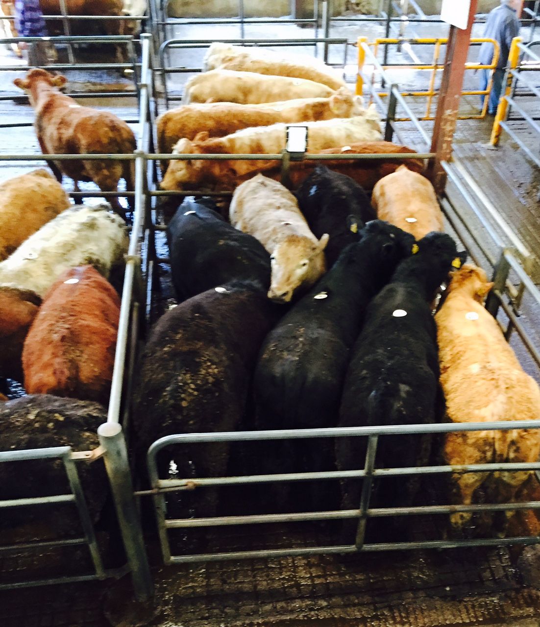 Store heifers and steers fall by €20-30/head