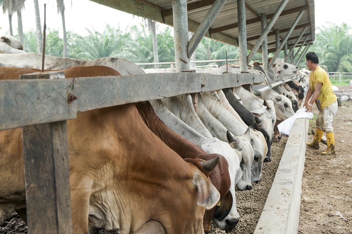 China renews beef trade deal with Argentina, despite antibiotic contamination scare