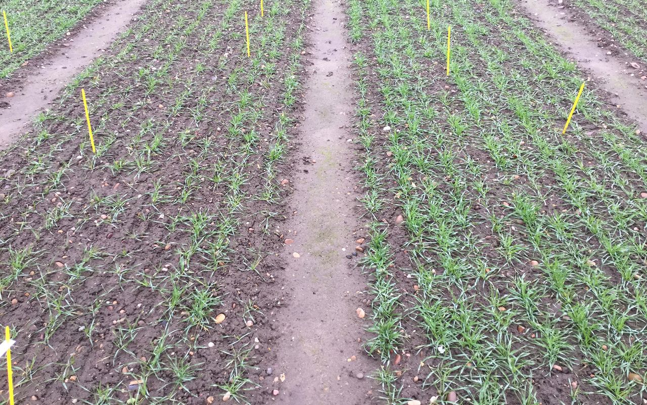 Nottingham university warns of 'forgotten disease' in cereals