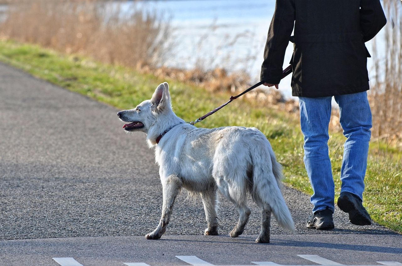 Dog attacks on livestock cost Northern Irish farmers £150k in 2025