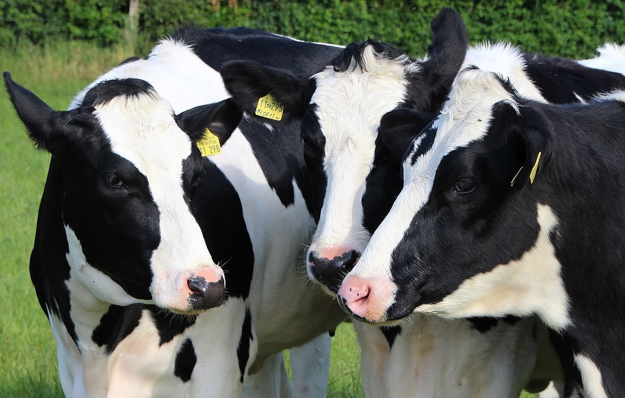 AgriSearch launches survey for Northern Ireland dairy farmers