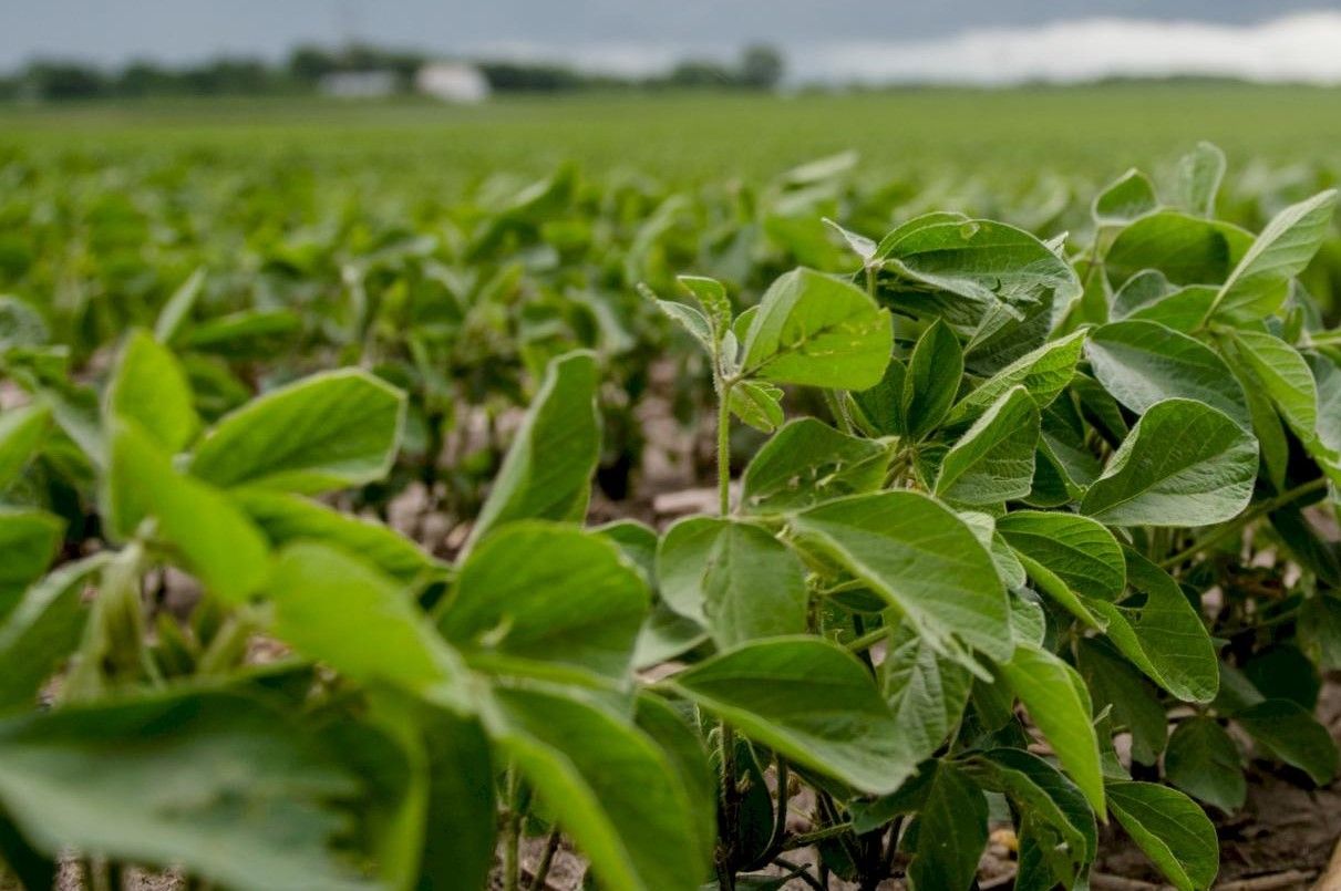 World feed production up 1% in 2020