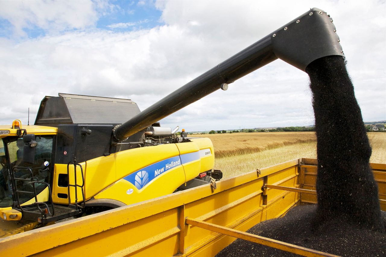 Grain price: Rapeseed reaches highest price since March 2017